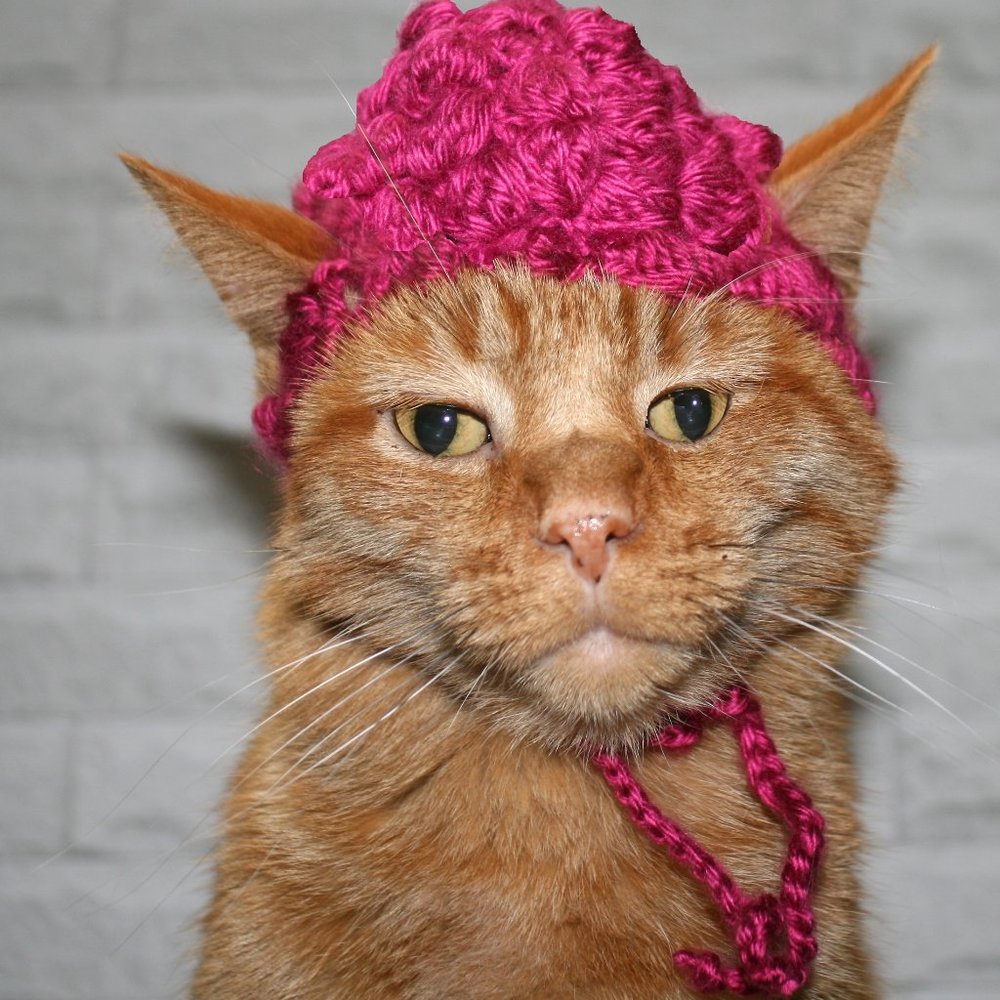 HAND CRAFTED Raspberry Beret Fruit Cat Hat Crochet Wig Costume Photo Prop